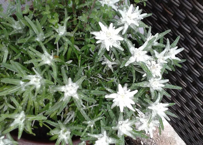 Haus Edelweiss Διαμέρισμα *